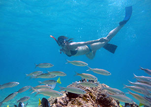 Snorkel, dive, swim on Galapagos
