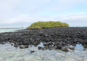 Tortuga Bay Galapagos - © Ailola Galapagos