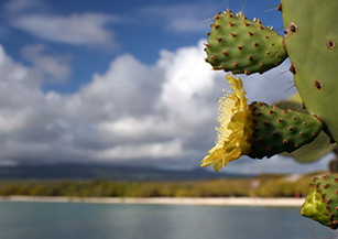 Galapagos Islands Spanish Course - © Ailola Galapagos