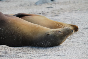 Sea Lions Galapagos - © Ailola Galapagos