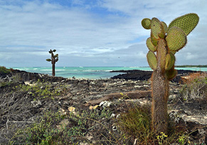 Garrapatero Beach - © Ailola Galapagos